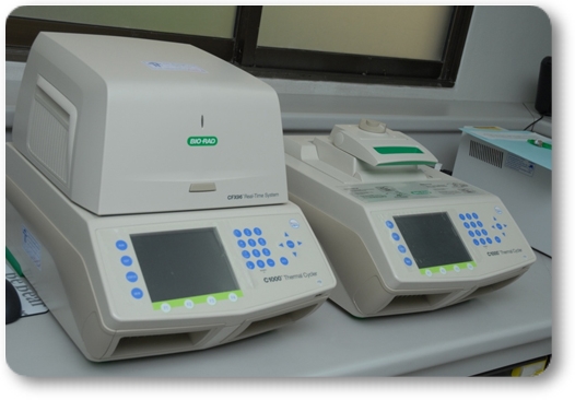 Real time PCR & PCR gradient (Bio Rad)