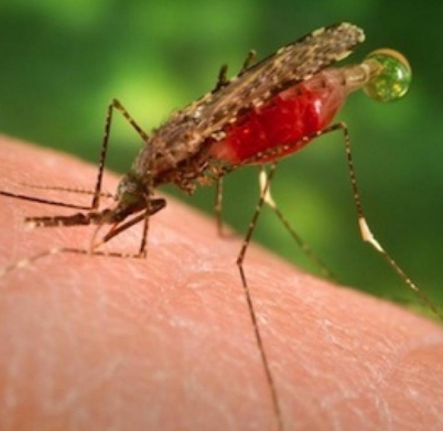 anopheles_dirus