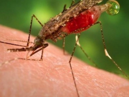 anopheles_dirus
