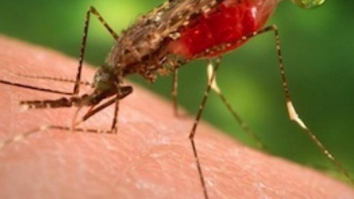 anopheles_dirus