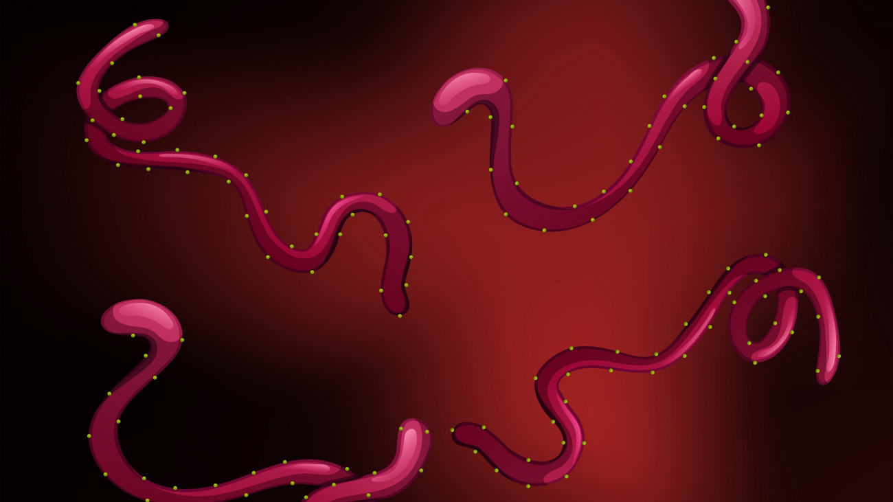 Diagram showing ebola virus illustration