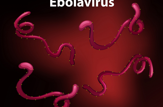 Diagram showing ebola virus illustration