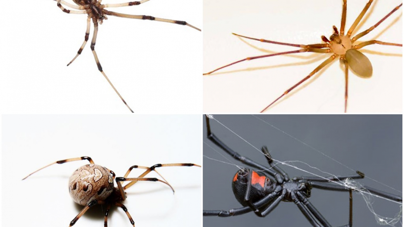 all-spider