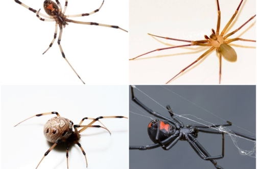 all-spider