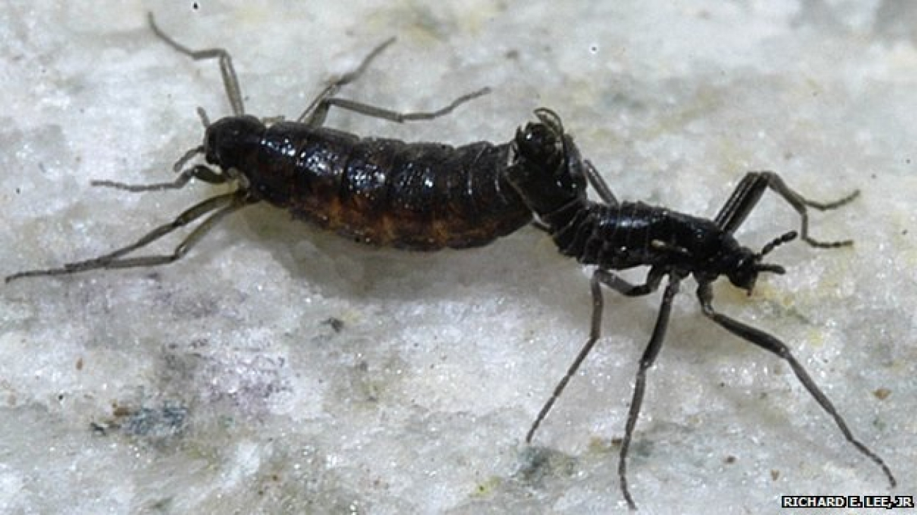 insect1