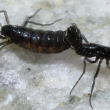 insect1
