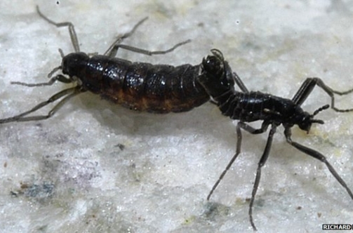 insect1