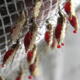 mosquito-feeding