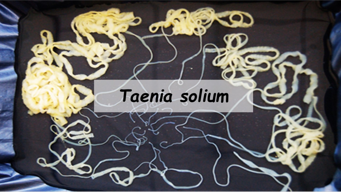 Taenia-solium-pop-up