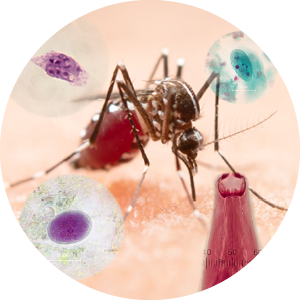 3core expertises_tropical infectious