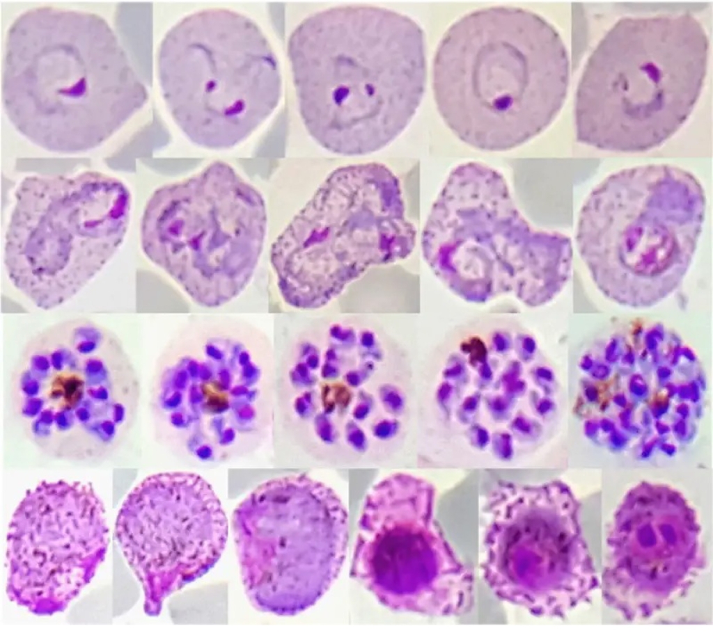Research_are_biology