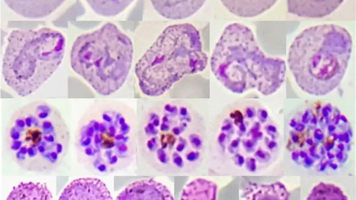 Research_are_biology