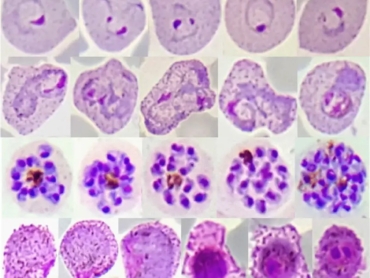 Research_are_biology