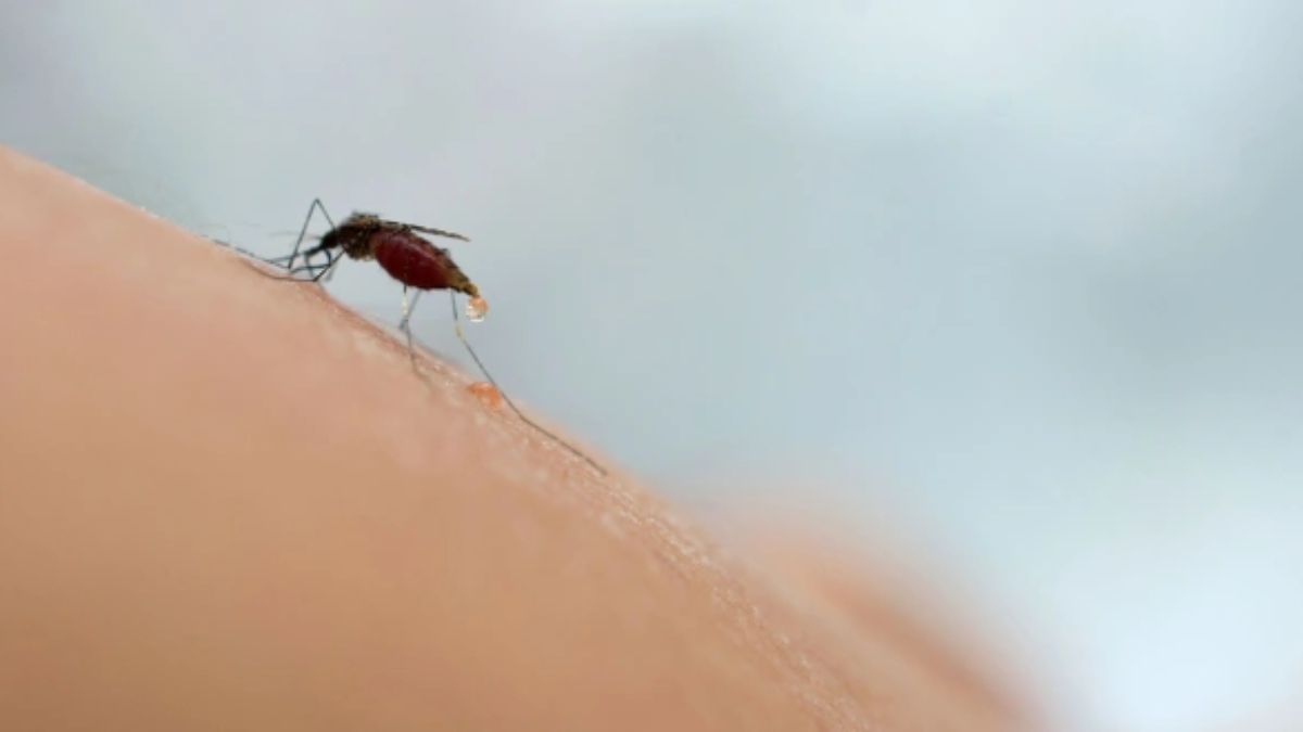 Ivermectin_for_malaria_elimination_image