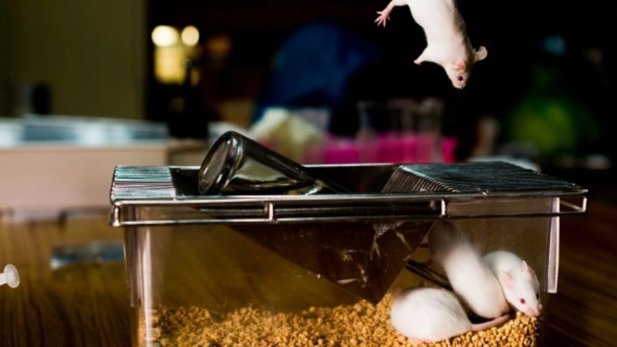 research-spotlight-humanised_mice