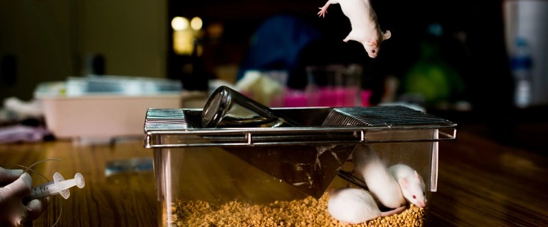 research-spotlight-humanised_mice