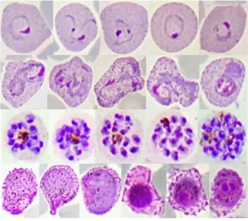 Research_are_biology Research_are_biology